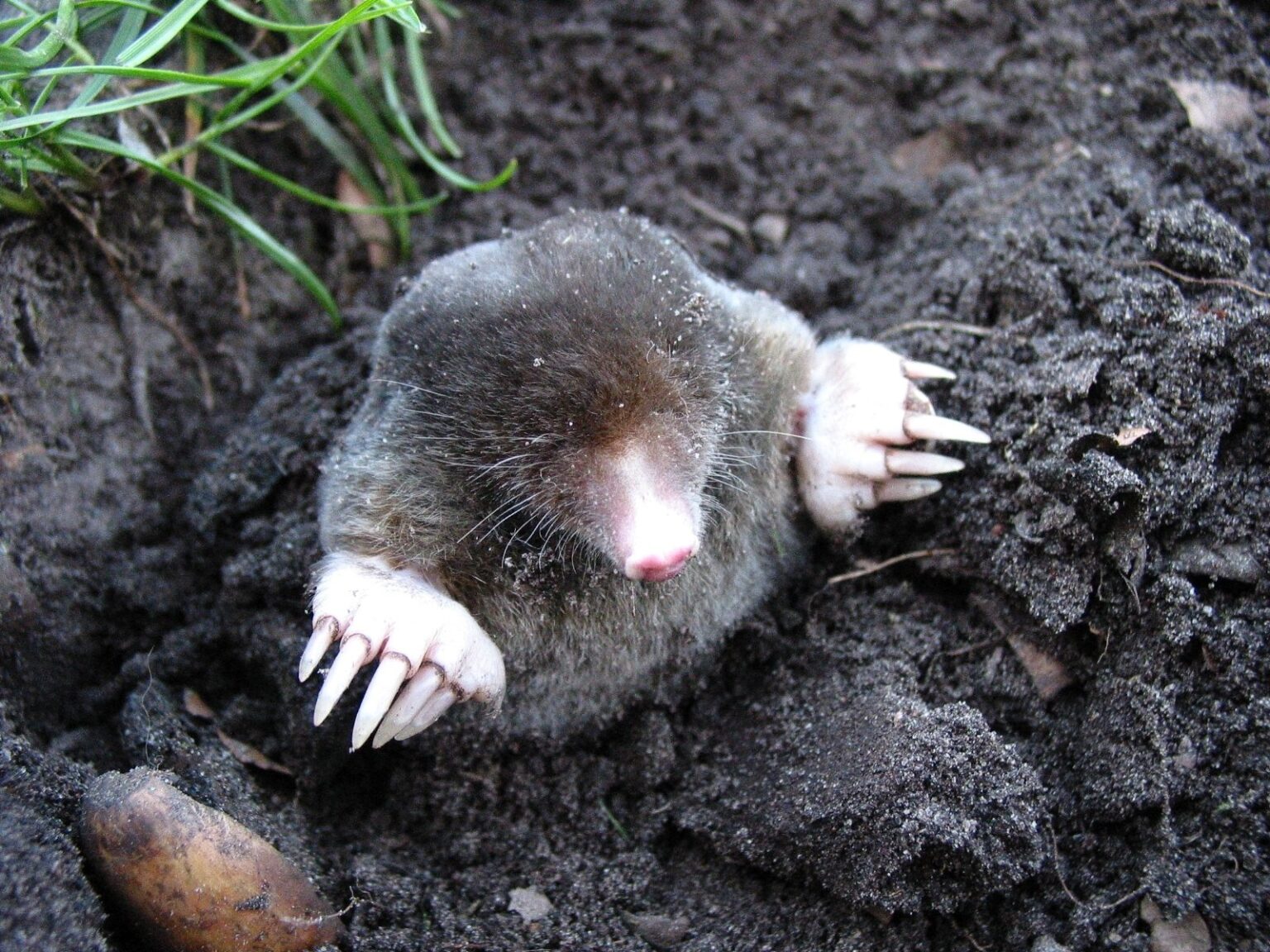 How Much Does It Cost to Remove a Mole From Your Yard?